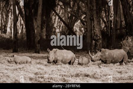 Rhinocéros à lèvres carrées ou blancs avec deux petits veaux au parc national du lac Nakuru, Kenya, Afrique. 'Ceratotherium simum' noir et blanc monochrome Banque D'Images