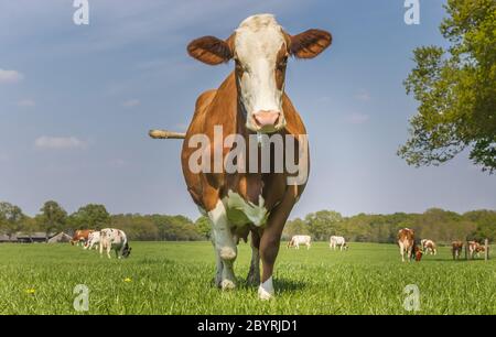 Vache Holstein brune et blanche debout dans l'herbe aux pays-Bas Banque D'Images