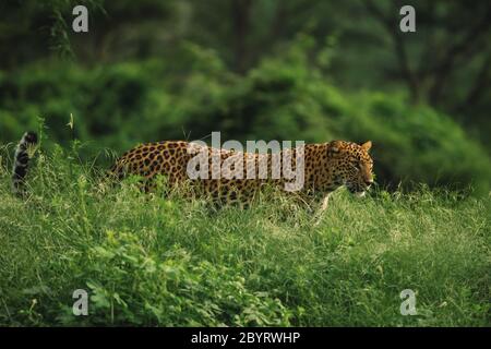 Léopard indien dans l'herbe, Panthera pardus fusca, Jhalana, Rajasthan, Inde Banque D'Images