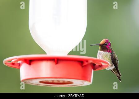 Mâle adulte nord-américain Anna's Hummingbird, calypte anna, à la mangeoire Banque D'Images