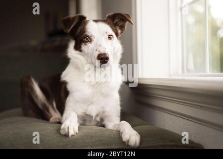 Portrait du chien collie de bordure assis sur le canapé près de la fenêtre Banque D'Images