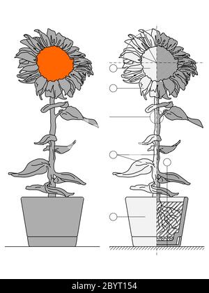 illustration du dessin technique du tournesol en pot avec les feuilles et les racines dans le sol et des marques techniques graphiques Illustration de Vecteur