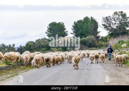 Moutons sur la route près du village abandonné de Borgo Pietro Lupo, dans la campagne de la Sicile, Italie Banque D'Images