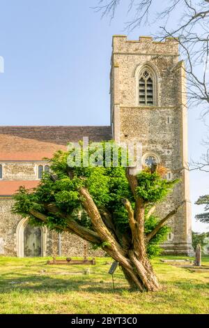 Arbre de Yew dans le cimetière de Wolferton sur le domaine de Sandringham planté par ordre de George V à la mémoire d'un travailleur de domaine qui est décédé en 1921. DÉTAILS DANS DESC. Banque D'Images