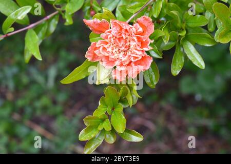 La fleur de grenade est la progéniture de son arbre Punica granatum arbuste décidue de la famille des Lythraceae célèbre pour ses fruits de tarte doux remplis de graines comestibles foncées Banque D'Images