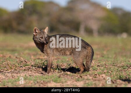 Un renard mangeant du crabe (Cerdocyon thous) du Pantanal, Brésil Banque D'Images