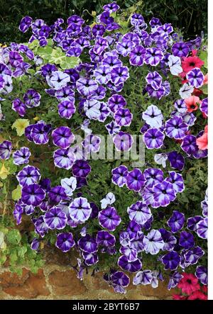 Pétunias, mur de jardin suspendu, violet et blanc, plantes de literie Banque D'Images