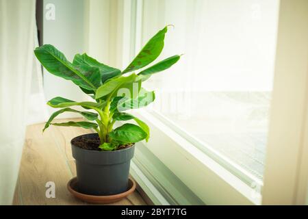 Musa Tropicana plante naine de banane, isolée et située près d'une grande fenêtre. Tir vertical. Banque D'Images
