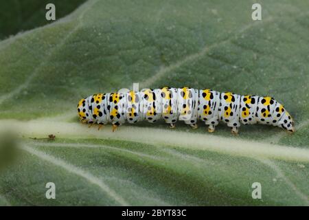 Mullein Moth Caterpillar Banque D'Images