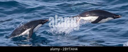 Une paire de pingouins d'Adélie (Pygoscelis adeliae) qui se porpotent dans la baie Hope, sur la péninsule Trinity, la péninsule Antarctique, l'Antarctique. Banque D'Images