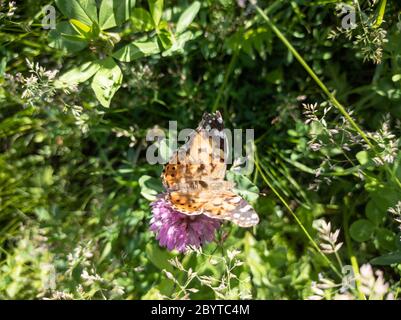 Lépidoptera de paon de papillon orange assis sur la fleur rose de trèfle. Faune d'été lumineuse et ensoleillée, gros plan sur les insectes avec un fond vert flou Banque D'Images