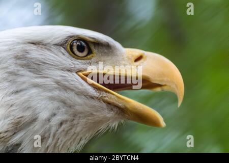 Portrait d'une tête d'aigle à tête chauve gros plan sur un arrière-plan flou en mouvement. Oiseau puissant dans la vie sauvage Banque D'Images