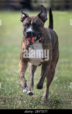 Boxer chien courant avec boule orange Banque D'Images