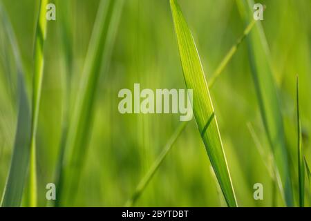 Macro vert herbe lames d'été détails sur bokeh très flou vif fond. Écomauvaises herbes naturelles sur fond de pelouse brillant pour le web, l'impression, etc Banque D'Images