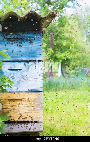 Essaim d'abeilles voler à ruche. La lumière du soleil Banque D'Images