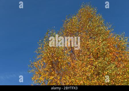 Peuplier argenté en automne peinture contre le ciel bleu. Feuilles jaune Banque D'Images