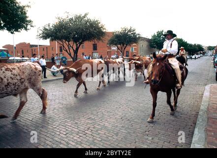 Fort Worth Texas USA Stockyards District Men on Horses with Cattle Banque D'Images