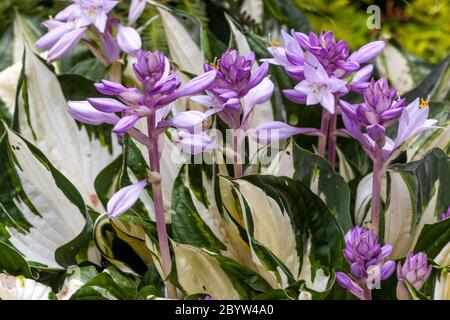 Hosta 'Fire and Ice' fleurs violettes jardin d'été Banque D'Images