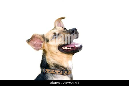 Un chien allemand excité Sheppard avec sa bouche ouverte isolée sur blanc Banque D'Images