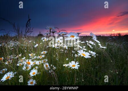 coucher de soleil spectaculaire sur le champ de camomille Banque D'Images