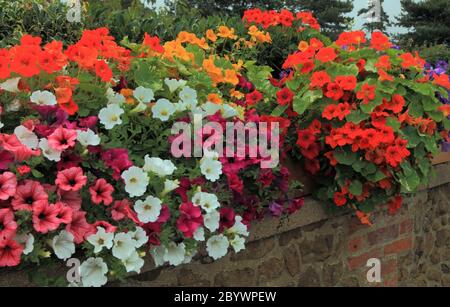 Pétunias, surplomb, mur de jardin, parures de lit, couleurs mélangées 2 Banque D'Images