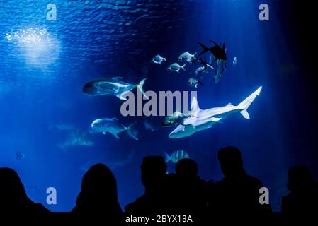 Requins nageant dans un aquarium devant les visiteurs et les touristes. Banque D'Images