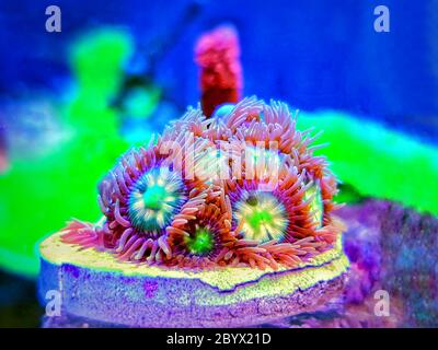 Zoanthides polypes mous - fleurs des chars d'aquarium du récif Banque D'Images