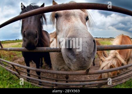 poney amusant derrière la clôture Banque D'Images