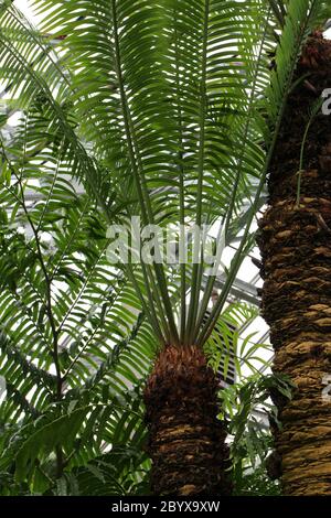 Frondes provenant du sommet d'une palmier de Fern, Cycas circinalis, poussant dans une maison verte Banque D'Images