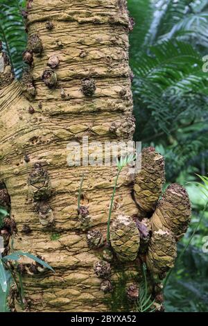 Gros plan de l'écorce texturée et des meuniers basaux sur un arbre Cycas cirinalis, sagou Palm Banque D'Images