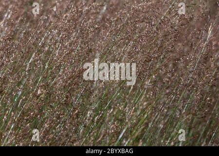 Plantes sauvages dans un pré. Slovaquie, 2016. Banque D'Images