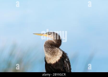 Gros plan sur un oiseau Anhinga femelle également connu sous le nom d'Anhinga anhinga dans un marais de Sarasota, Floride. Banque D'Images