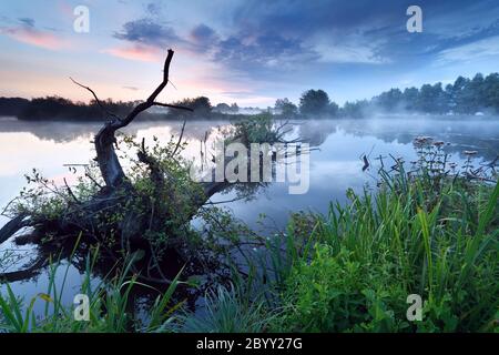 lever de soleil brumeux sur la rivière avec le vieux arbre dans l'eau Banque D'Images