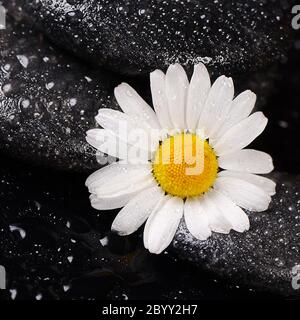 Pierres de spa avec l'eau et de la camomille Banque D'Images