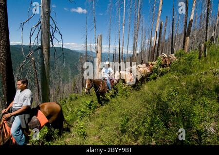 Horsepaking dans Meadow Creek depuis Indian Hill dans la forêt nationale de nez Perce Banque D'Images