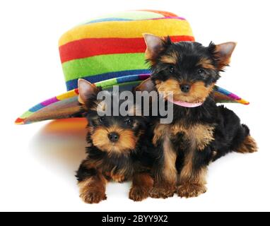 Deux chiens de chiots Yorkshire Terrier de 3 mois Banque D'Images