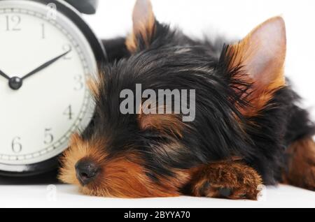 Chien du Yorkshire Terrier avec réveil Banque D'Images