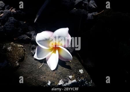 Vue panoramique avec fleur de frangipani blanche en plein soleil sur les pierres de lave noires ombragées. Hawaï Big Island, États-Unis. Banque D'Images