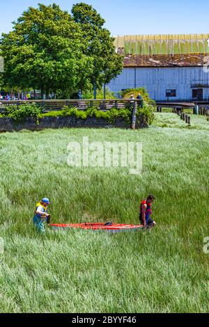 Deux hommes passent à gué dans l'herbe des marais côtiers pour lancer un kayak à marée basse à Steveston, en Colombie-Britannique Banque D'Images