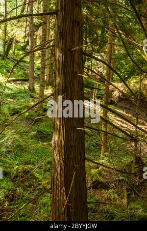 Un cèdre rouge de l'ouest dans une forêt, Moran State Park, Orcas Island, Washington, Etats-Unis. Banque D'Images