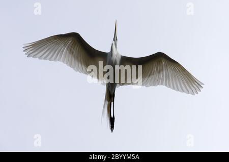 Super White Egret survolant Banque D'Images