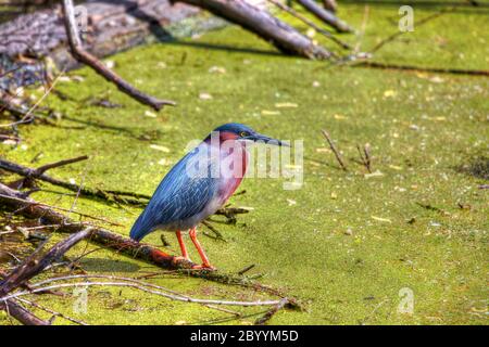 Pêche aux hérons verts pour le prochain repas en HDR Banque D'Images