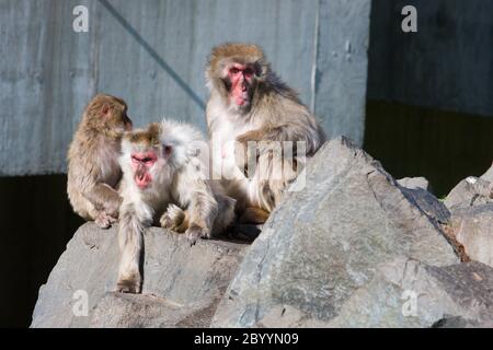 Singe macaque japonais au zoo Banque D'Images