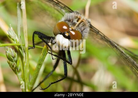 Libellule de dard commun mâle (Sympetrum striolatum) Banque D'Images