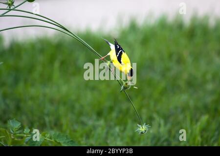 Goldfinch sur une tige Banque D'Images