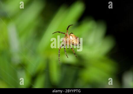 Araignée Cobweb femelle Banque D'Images