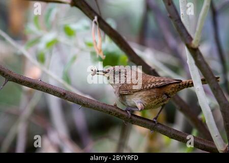 Troglodyte familier (Troglodytes aedon) Banque D'Images