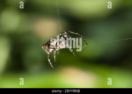 Araignée en marbre Orb-Weaver (Araneus marmoreus) Banque D'Images