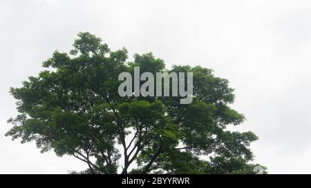 Samanea arbre saman isolé sur fond blanc.arbre de pluie isolé sur fond blanc.Pod de singe,arbre de noix de l'est indien isolé sur fond blanc Banque D'Images