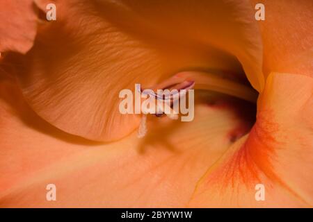 Gros plan d'un nénuphar orange Banque D'Images